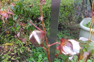 DSCF2745