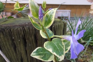 DSCF3246