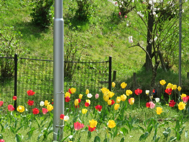 花も心も満開！