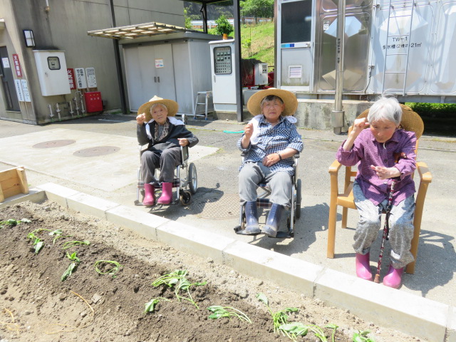 さつまいもおおきくなぁれ！