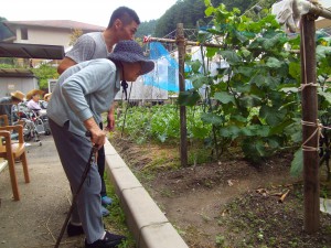 野菜採り