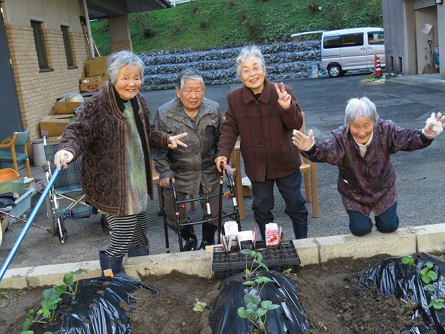 いちごの苗を植えました！