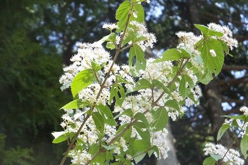 花 花の名前は 社会福祉法人 杉和会