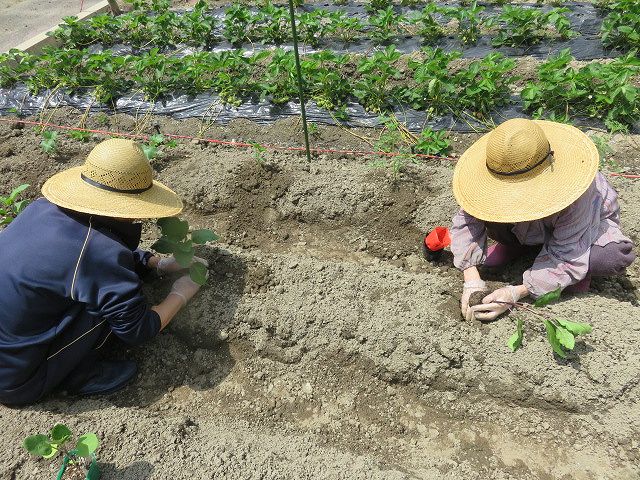 夏野菜の準備をしました！