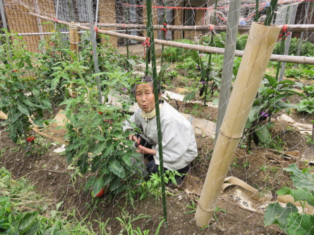 夏野菜が豊作中！