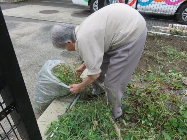 せっせと草むしり