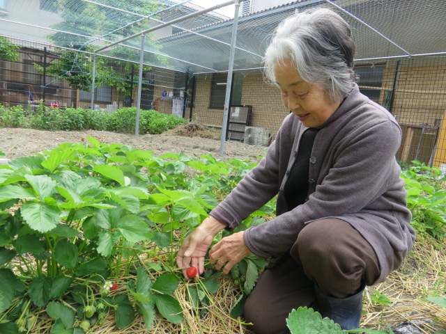 えりかの畑でイチゴ狩り。