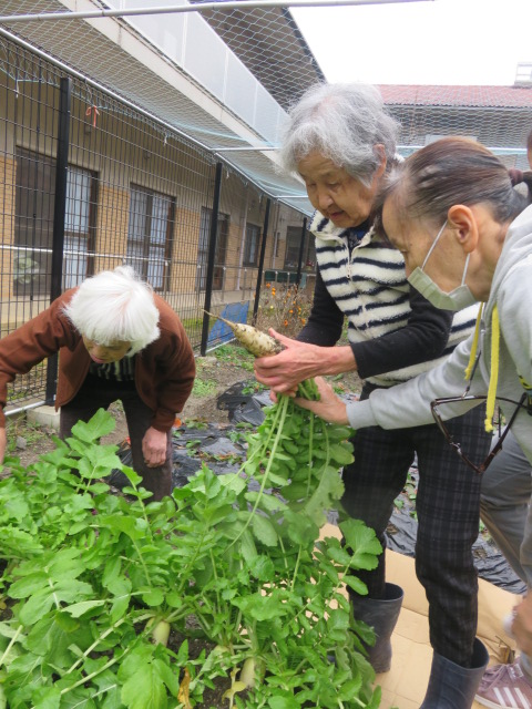 大根の収穫