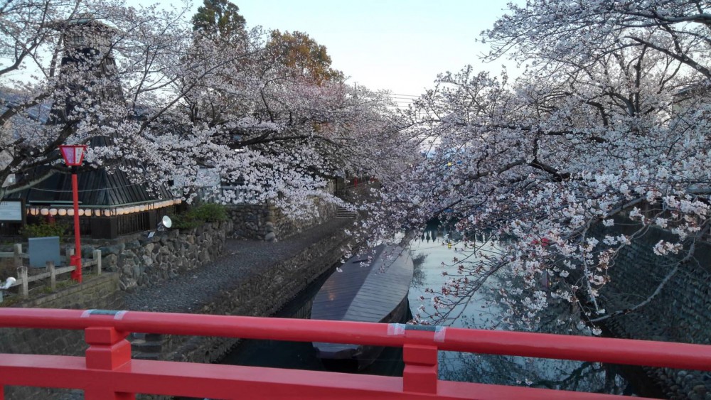 演歌の花道、鑑賞会。水門川は満開！