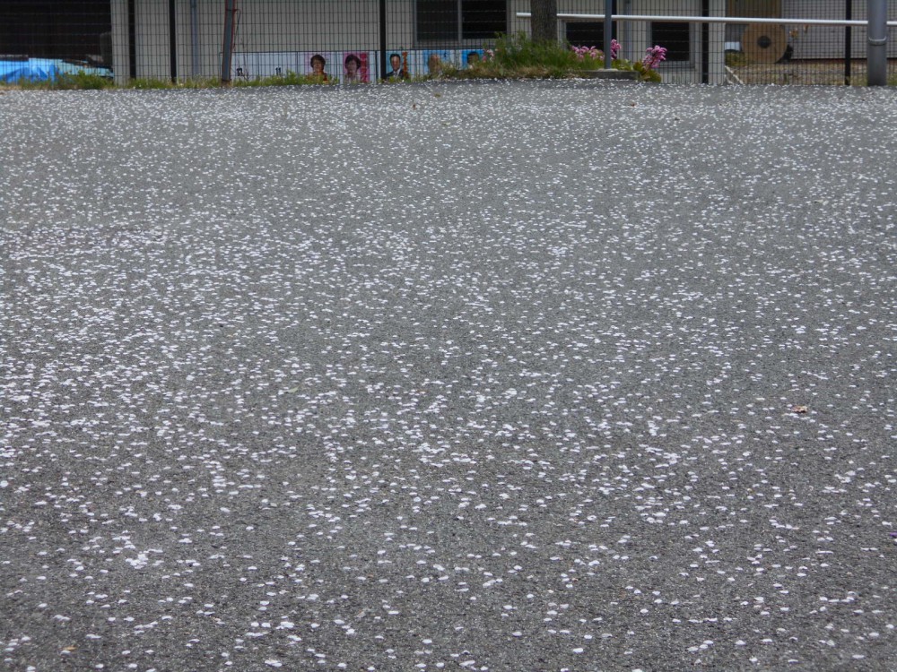 4 17花 桜の花びらが散り地面に模様を作りました 社会福祉法人 杉和会