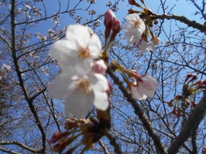 DSCN3647
