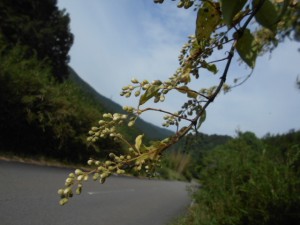DSCN4072