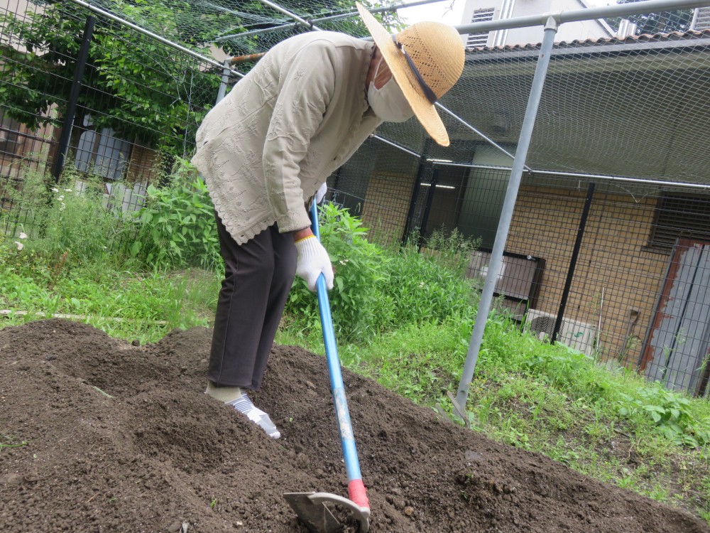 里芋植え