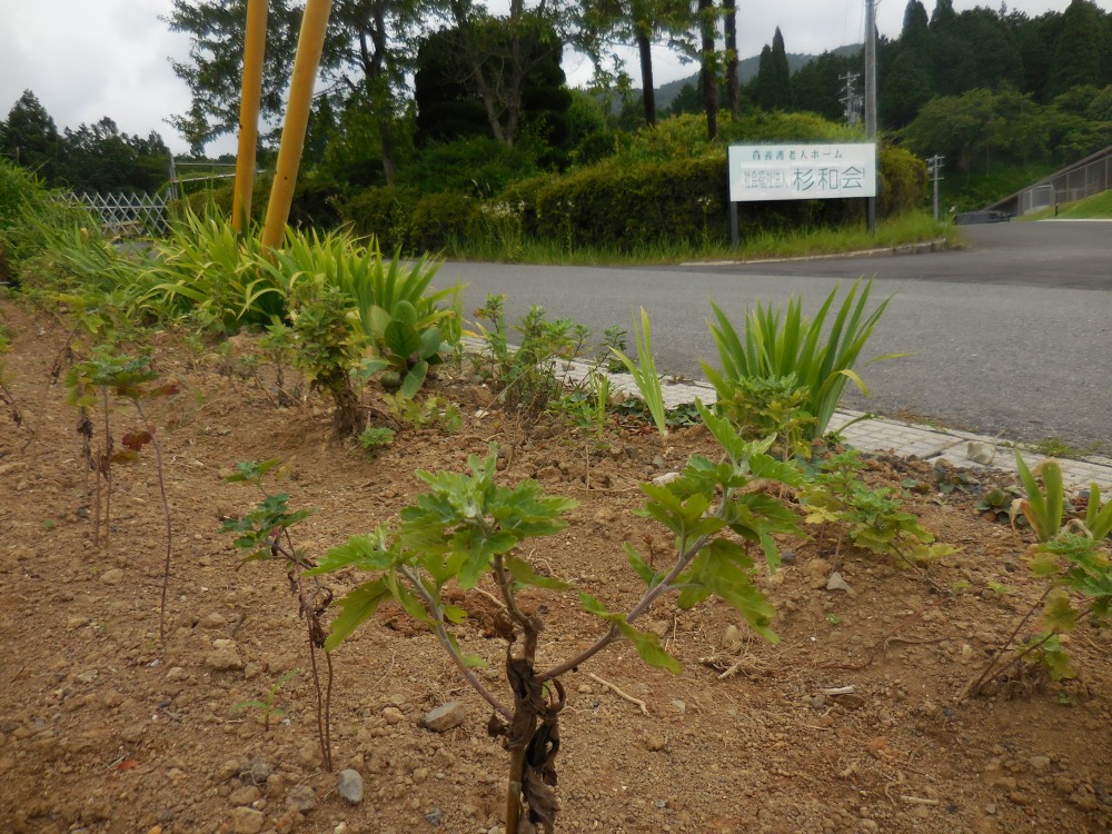 苗植え