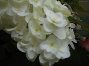 DSCN4289