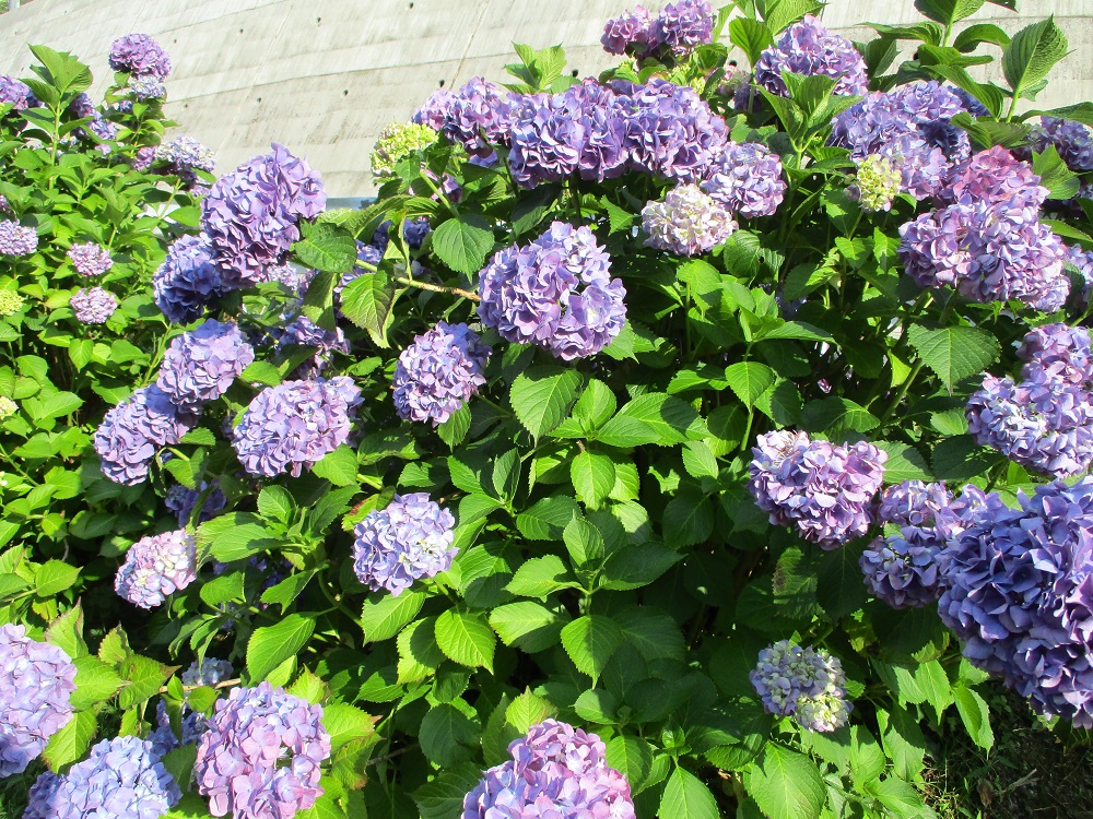 紫陽花も満開です。