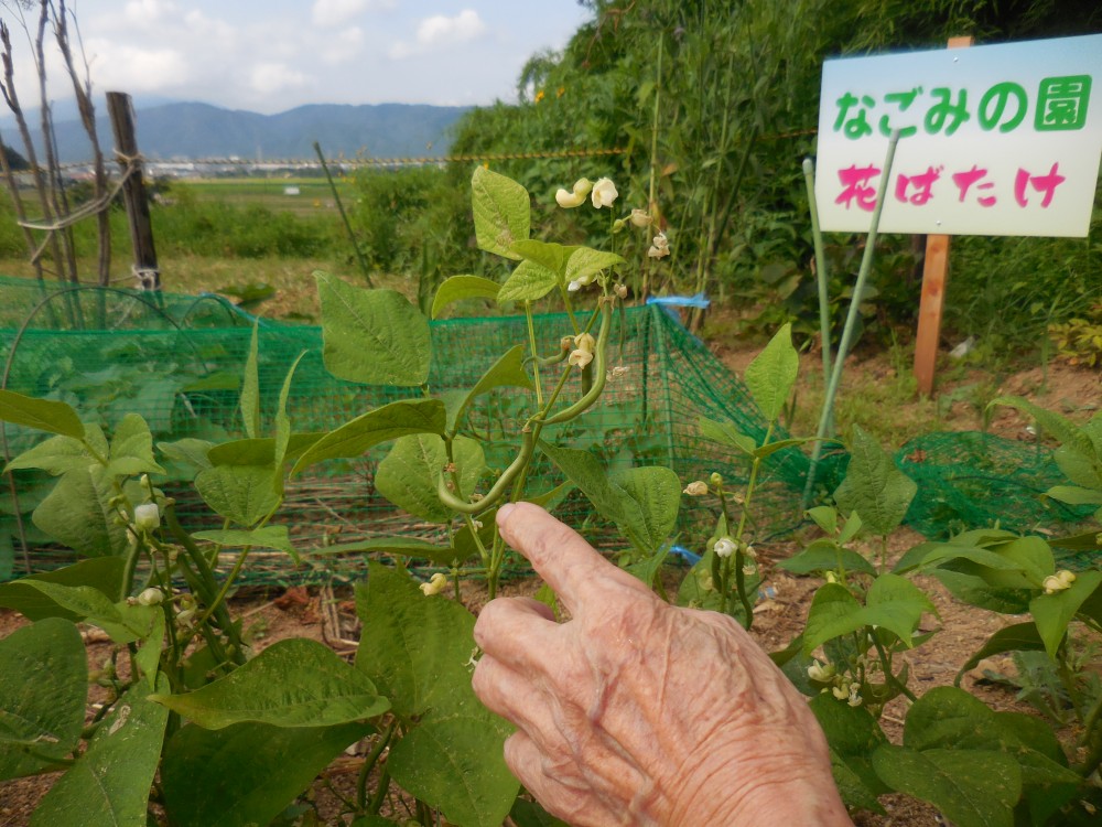 いんげん初収穫