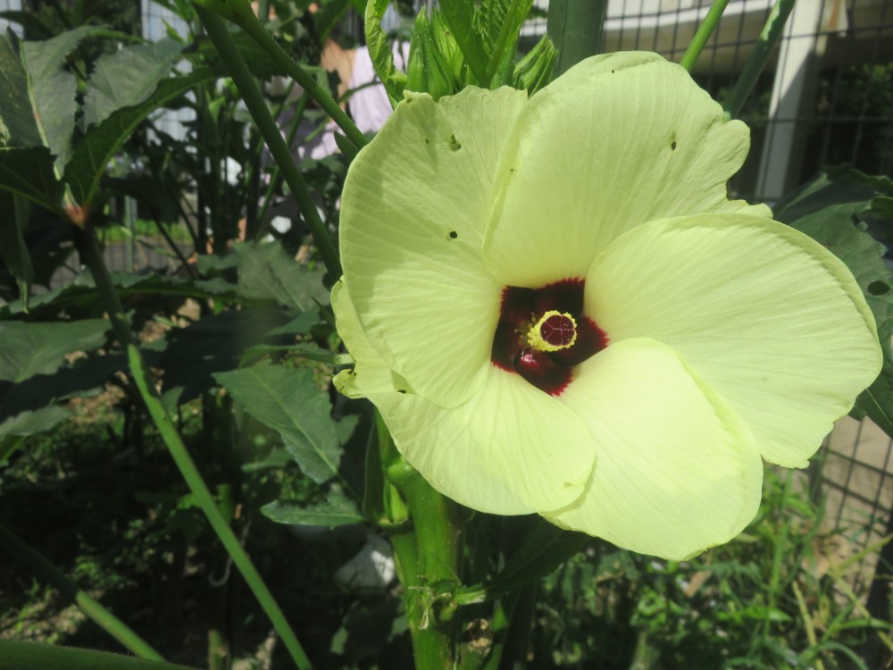 オクラの花 社会福祉法人 杉和会