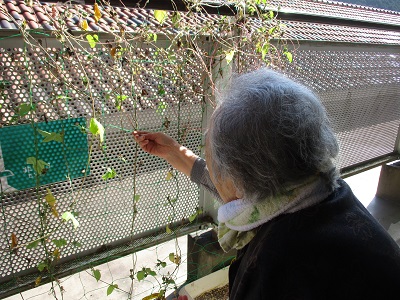 ド根性朝顔