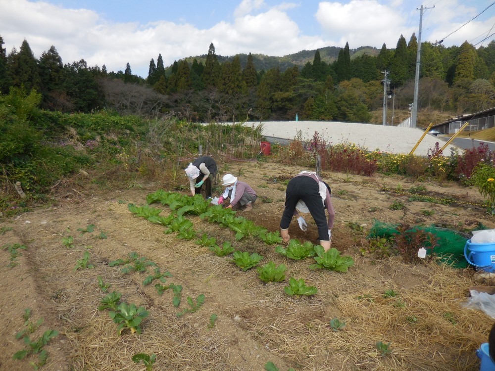 初めてグラジオラスを植えました。