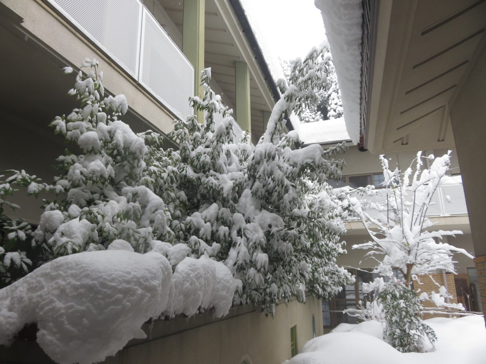 本日、雪のため営業休止となりました。