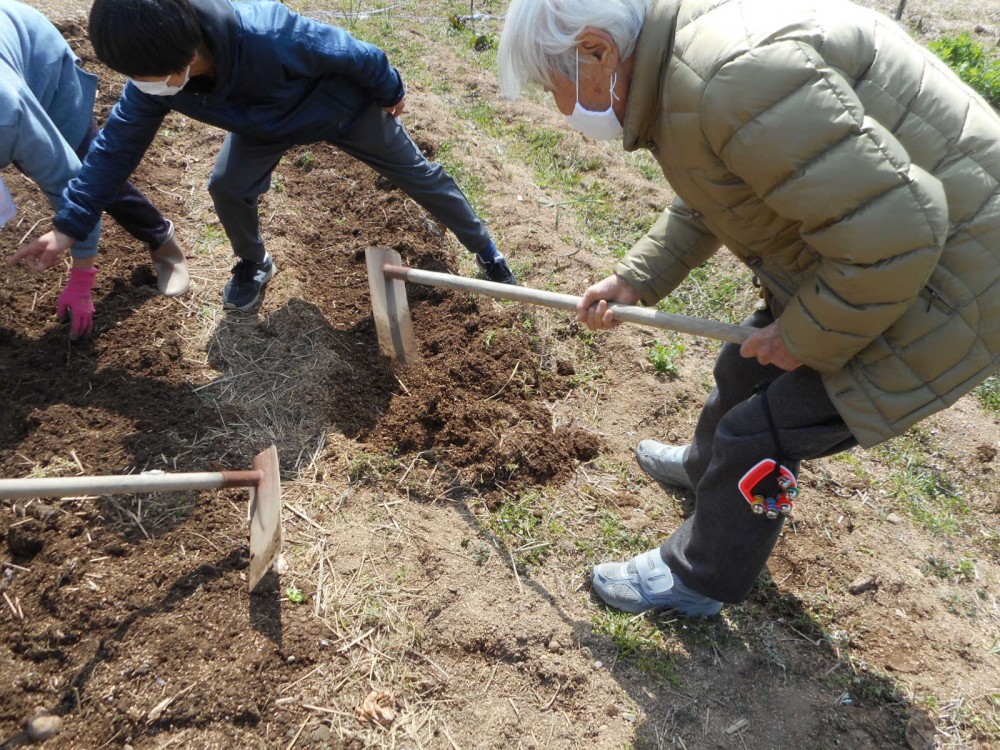 じゃがいものたねいも