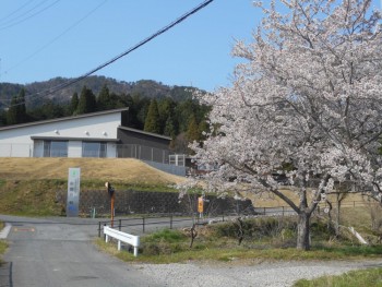 満開のさくらと書道教室