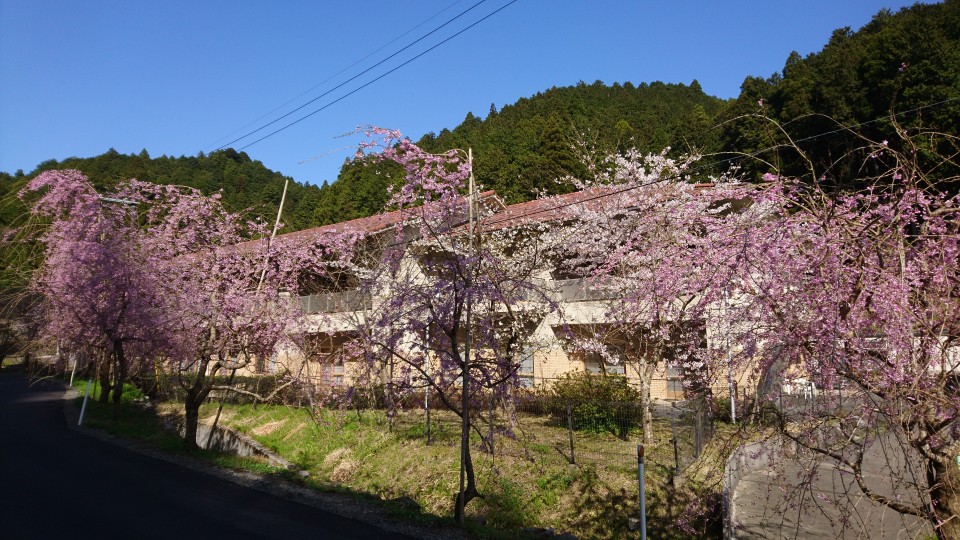 しだれ桜