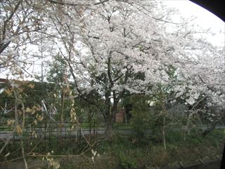 温罨法（おんあんぽう）と全国桜絶景映像巡り＆車中桜花見