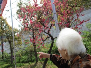 春の花いっぱい