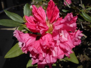 DSCN5645