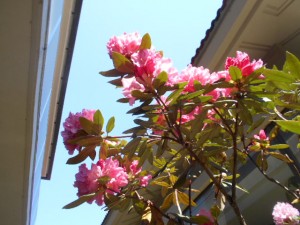DSCN5646