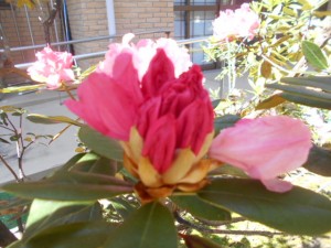 DSCN5648