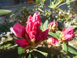 DSCN5649
