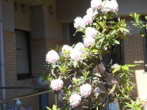 DSCN5651