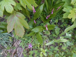 DSCN5656