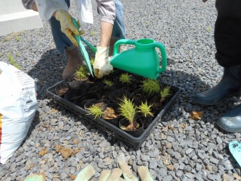 コキアの植え替え