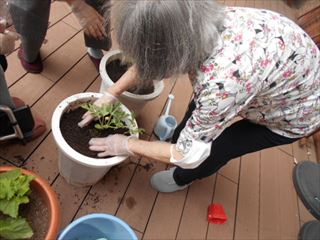 小玉スイカの苗植え