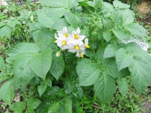 ゴミからじゃが芋の花が…