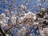 「きれいだね」桜の花