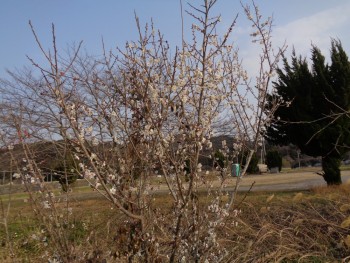 ポカポカ陽気です