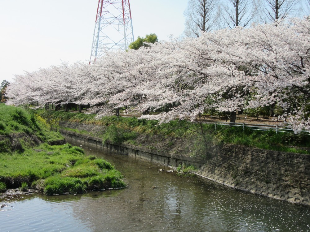 今日も最高にお花見日和