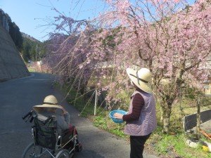 しだれ桜を歩いて見に行ったよ！