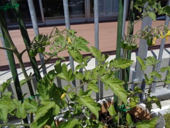 野菜の苗植え。