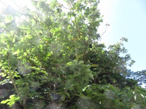 IMG_9849