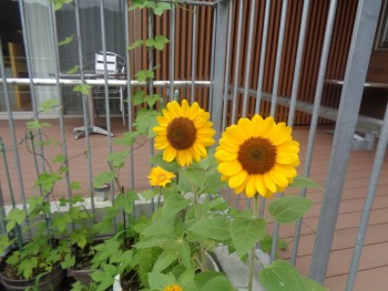 梅雨の合間の生活