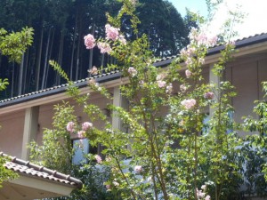 DSCN7135