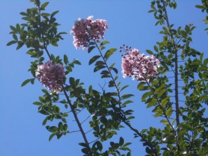 DSCN7141