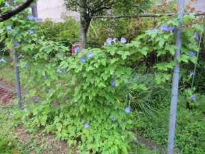 IMG_0538