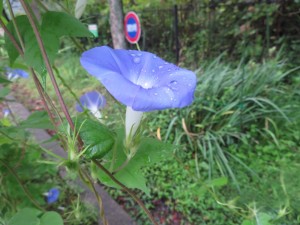 IMG_0540